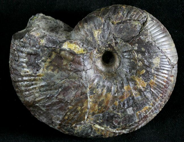 Hoploscaphites Plenus Ammonite - Montana #28611